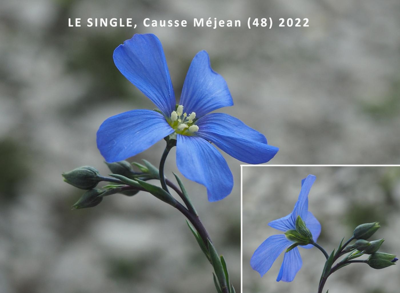 Flax, French flower